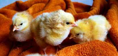 cute-animals-easter-chicken.jpg